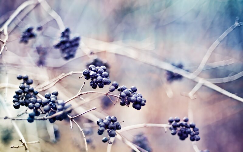 dark berries on bare branches