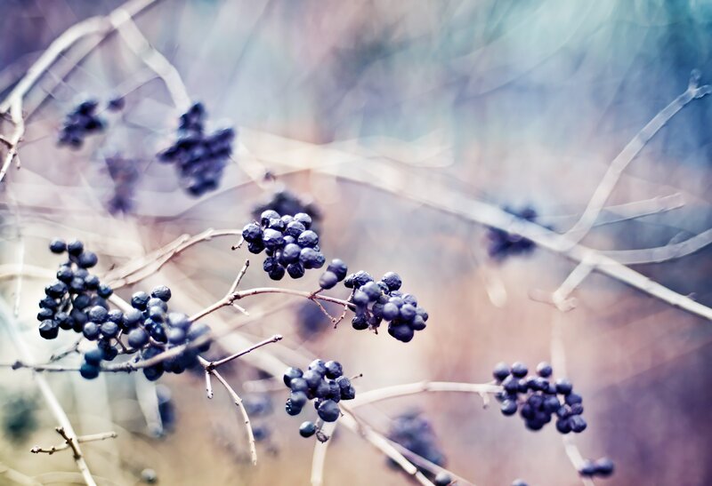 Dark Berries on Branches — Purple, Serene