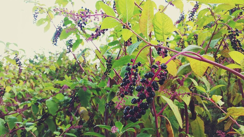 Dark Berries on Green Plant — Natural