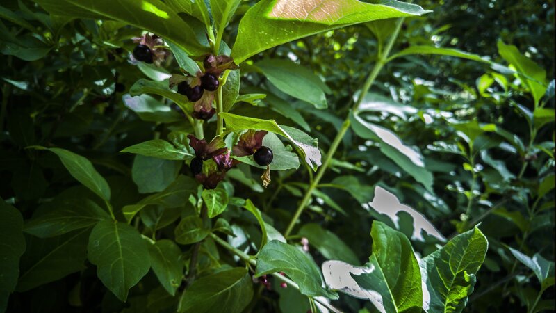 Dark Berries on Green Plant