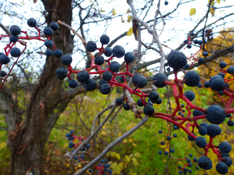 Dark Berries on Red Stems