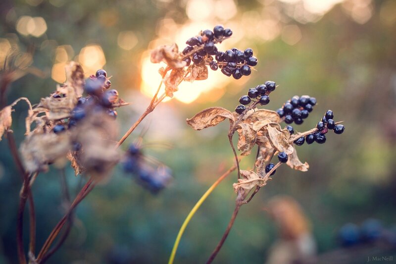Dark Berries on Stems