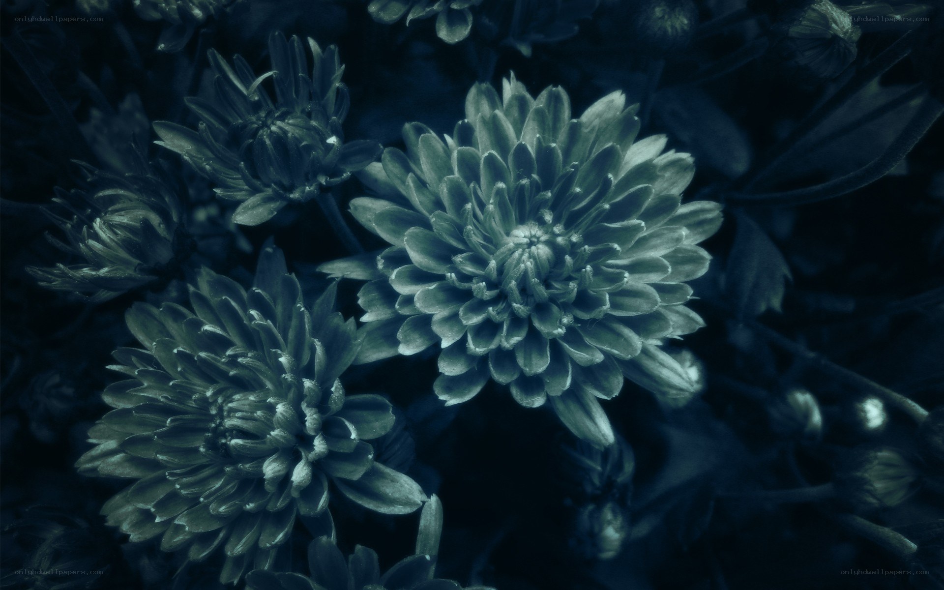 dark blue chrysanthemums
