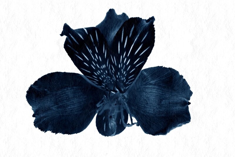 Dark Blue Flower