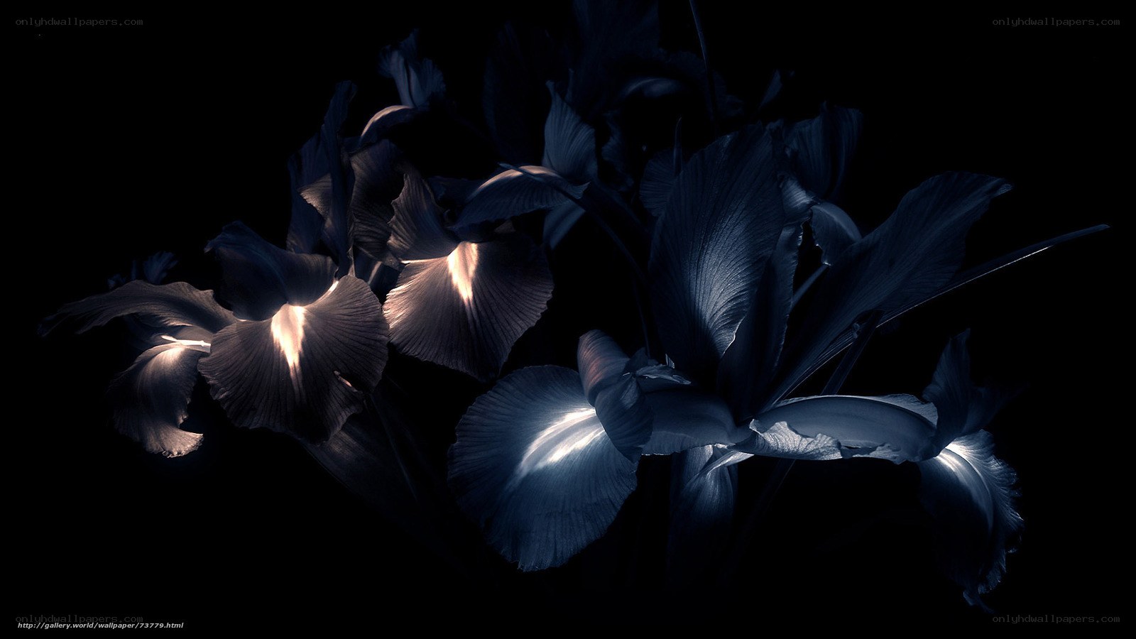 Dark blue iris flowers