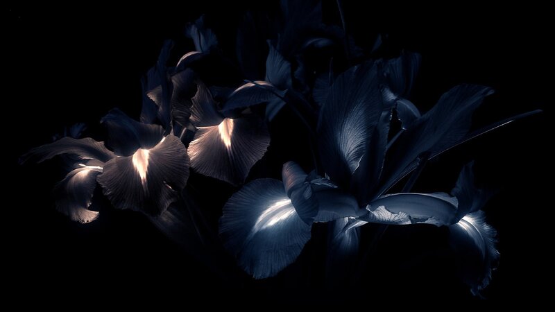dark blue irises in shadow