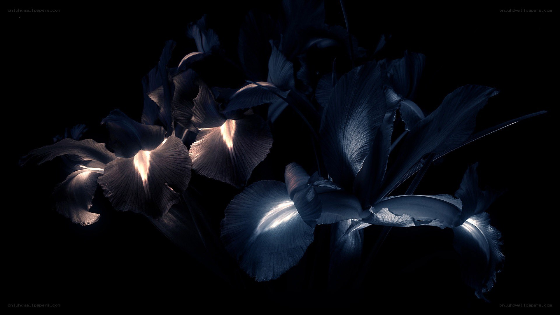 dark blue irises in shadow
