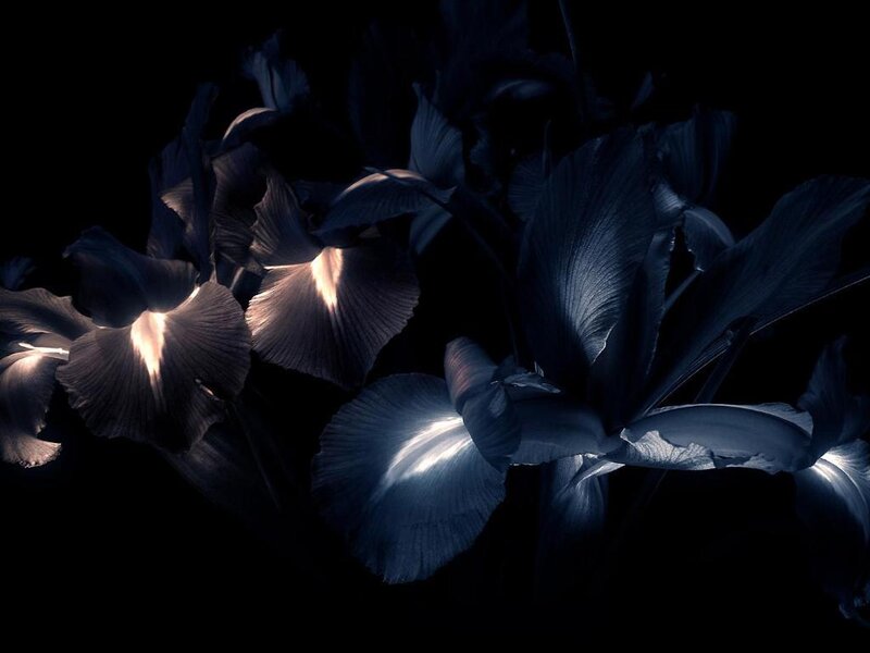 Dark Blue Irises