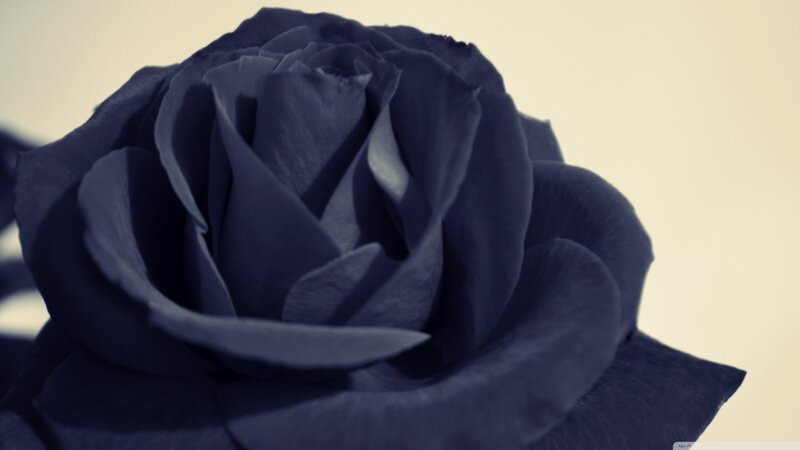 Dark Blue Rose — Calm