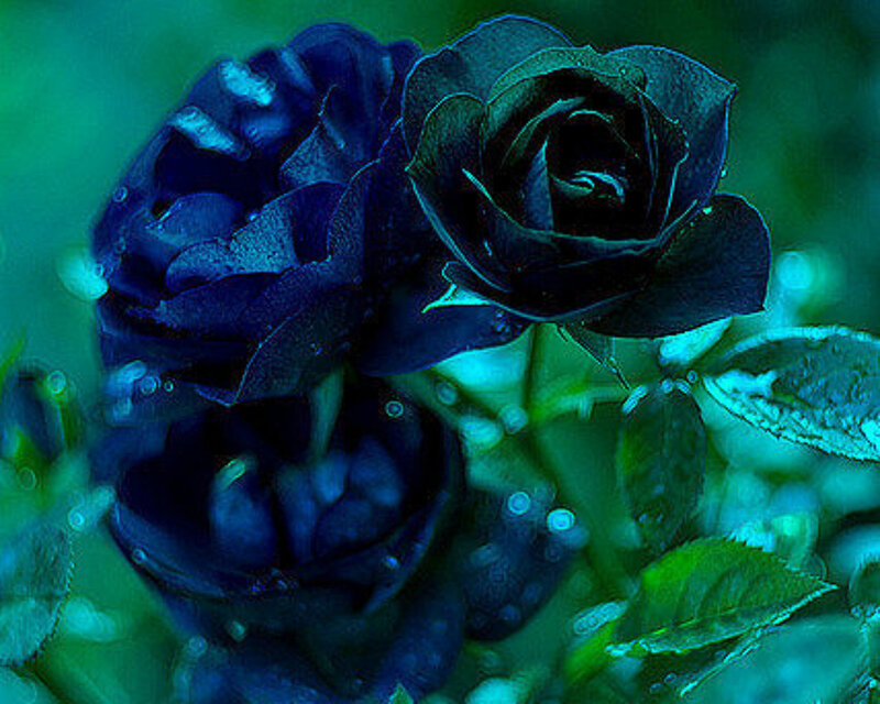 Dark Blue Roses — Dramatic