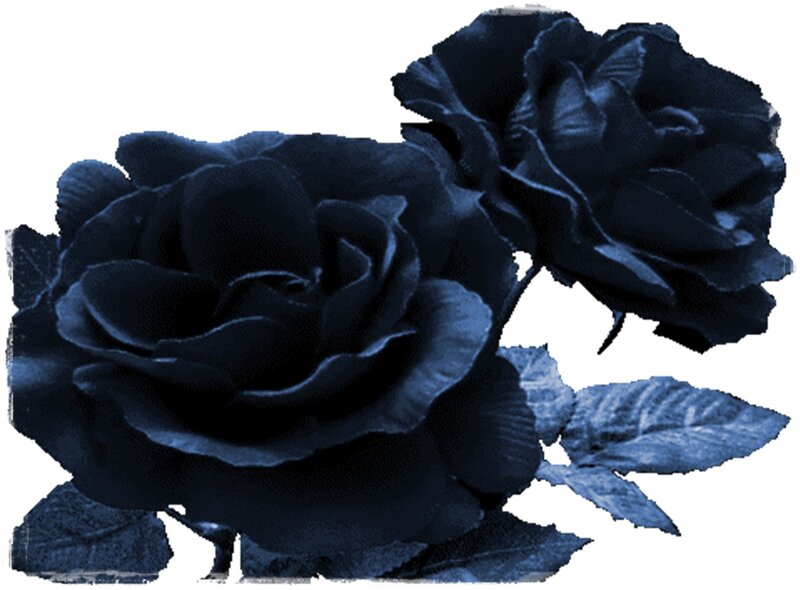 Dark Blue Roses