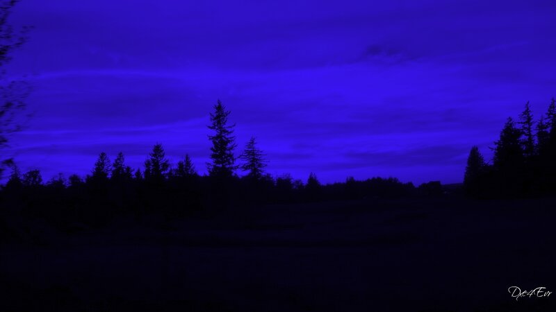 Dark blue twilight forest