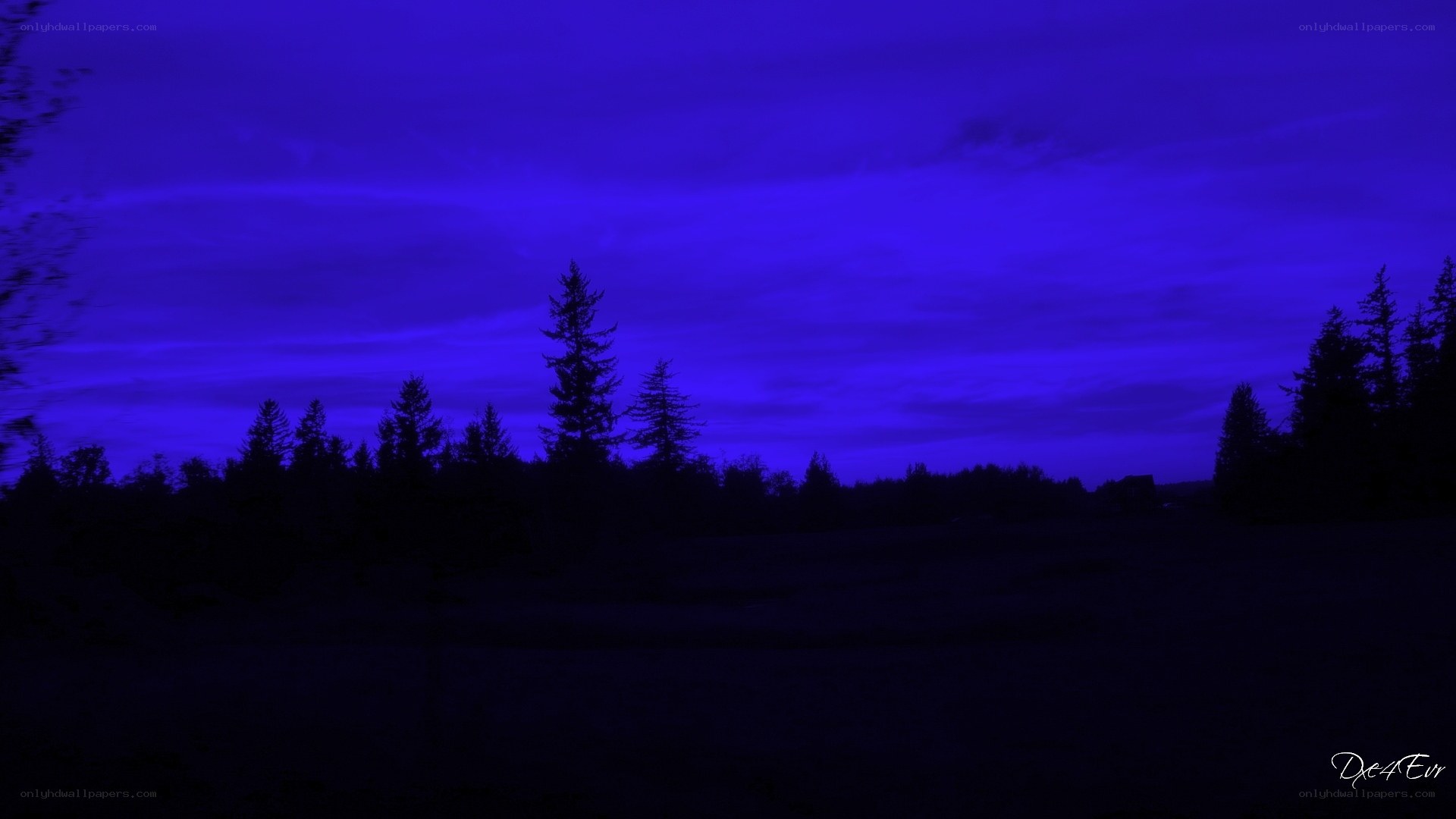 Dark blue twilight forest