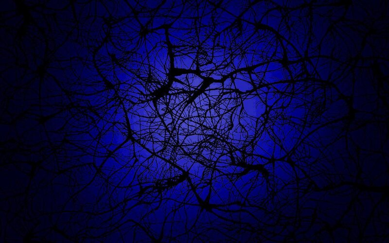 dark branches against blue sky