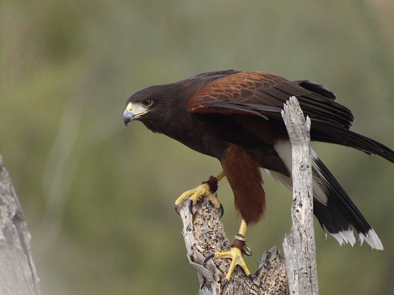 Dark Brown Hawk