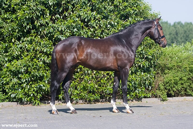 Dark Brown Horse — Calm, Afternoon, Photograph