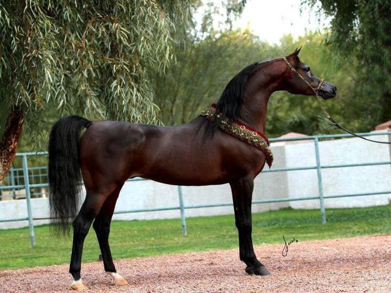 Dark Brown Horse — Calm, Afternoon, Photograph, Tree