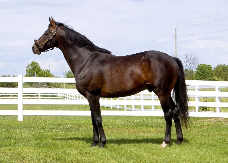 Dark Brown Horse — Calm, Afternoon