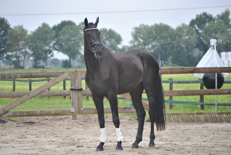 Dark Brown Horse — Calm