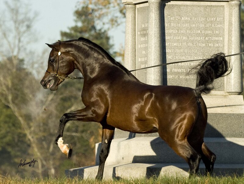 Dark Brown Horse — Dramatic