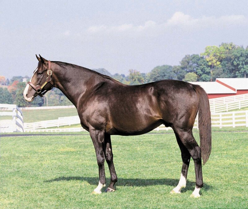 Dark Brown Horse — Green, Calm, Afternoon