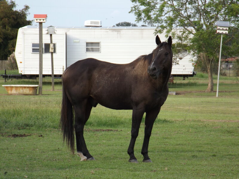 Dark Brown Horse — Green, Calm