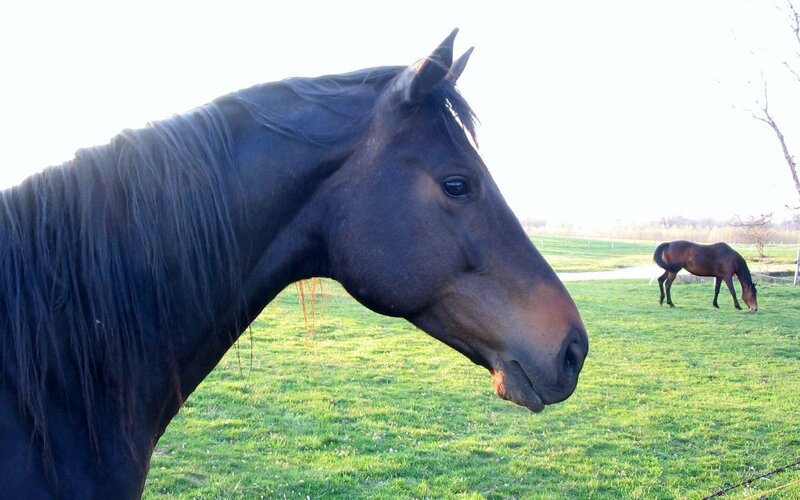 Dark Brown Horse in Field