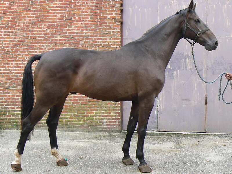 Dark Brown Horse — Neutral