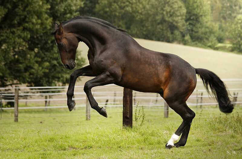 Dark Brown Horse Rearing