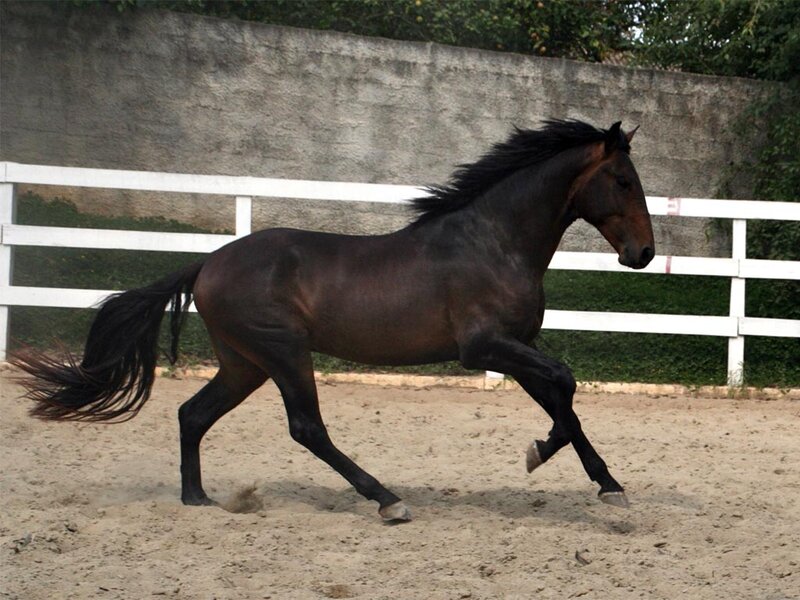 Dark Brown Horse Running — Active, Afternoon, Photograph