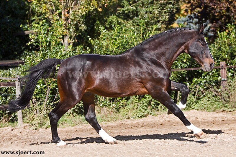 Dark Brown Horse Running — Active, Afternoon