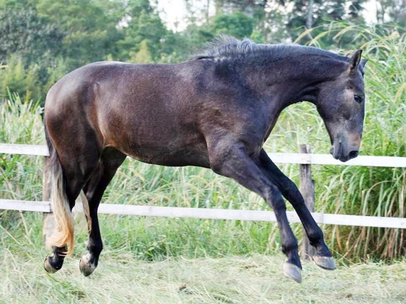 Dark Brown Horse Running — Active