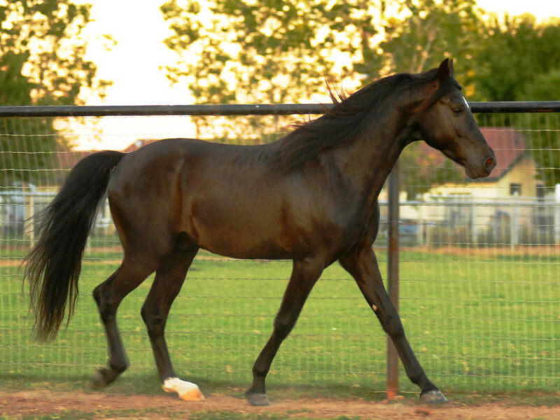 Dark Brown Horse Running — Calm