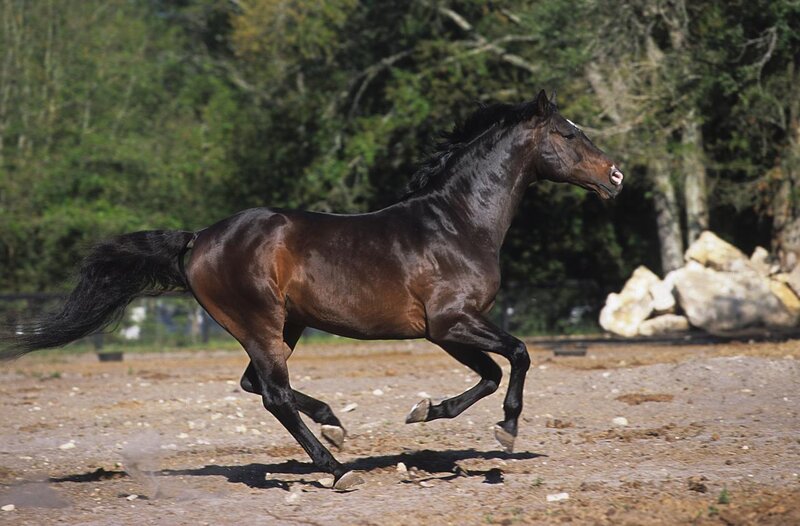 Dark Brown Horse Running — Dynamic, Afternoon
