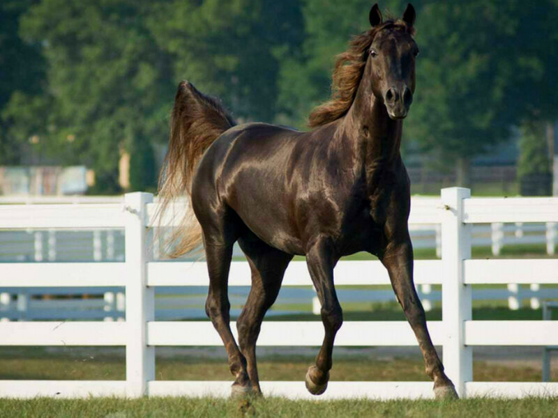 Dark Brown Horse Running — Dynamic