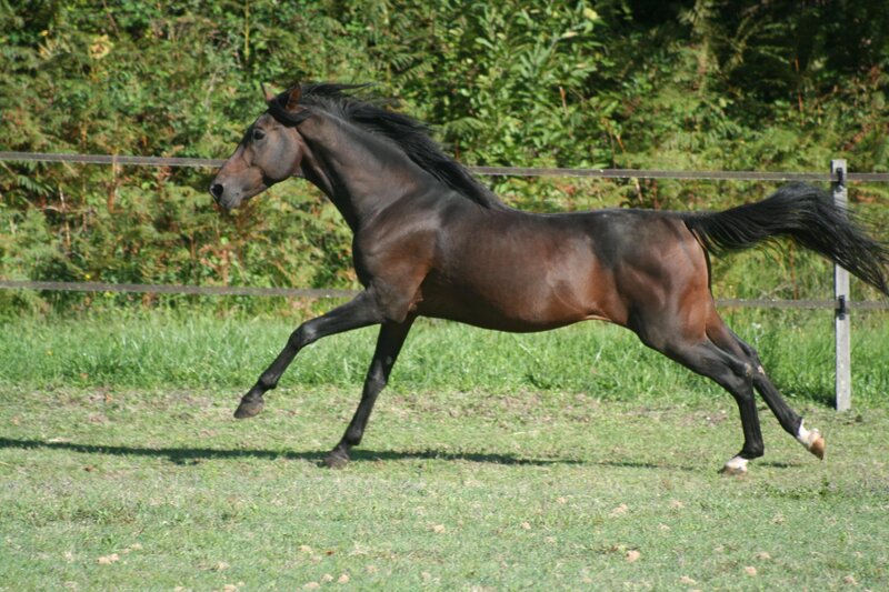 Dark Brown Horse Running