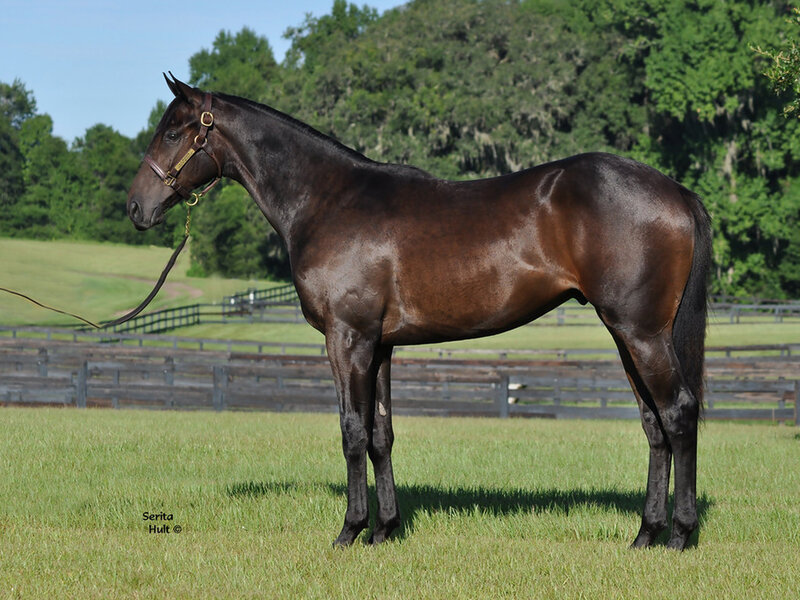 Dark Brown Horse — Serene