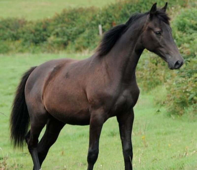 Dark Brown Horse