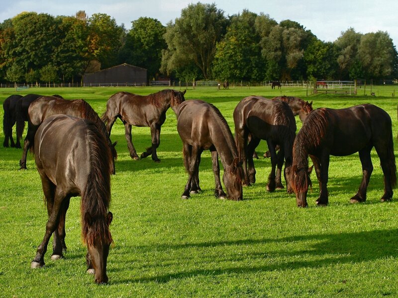 Dark Brown Horses Grazing