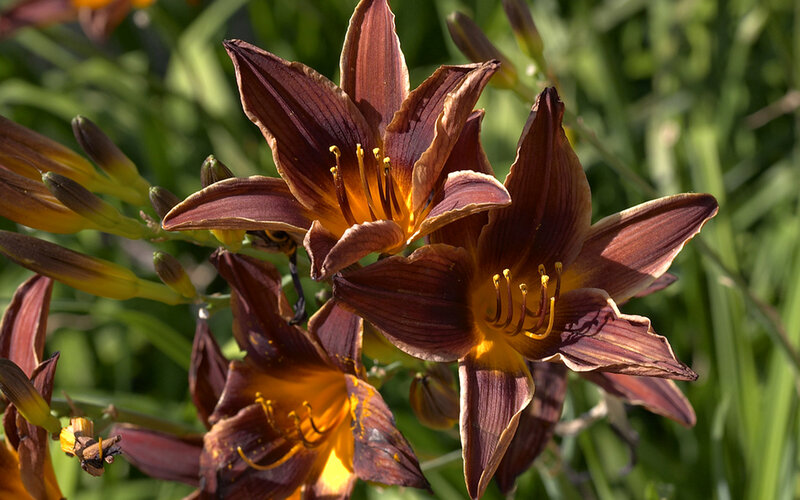 Dark Brown Lilies
