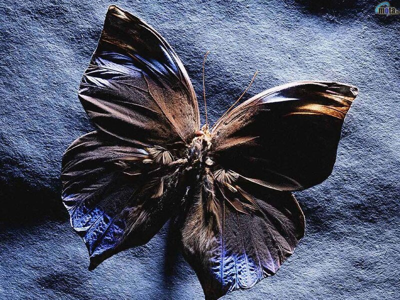 Dark Butterfly on Blue Surface