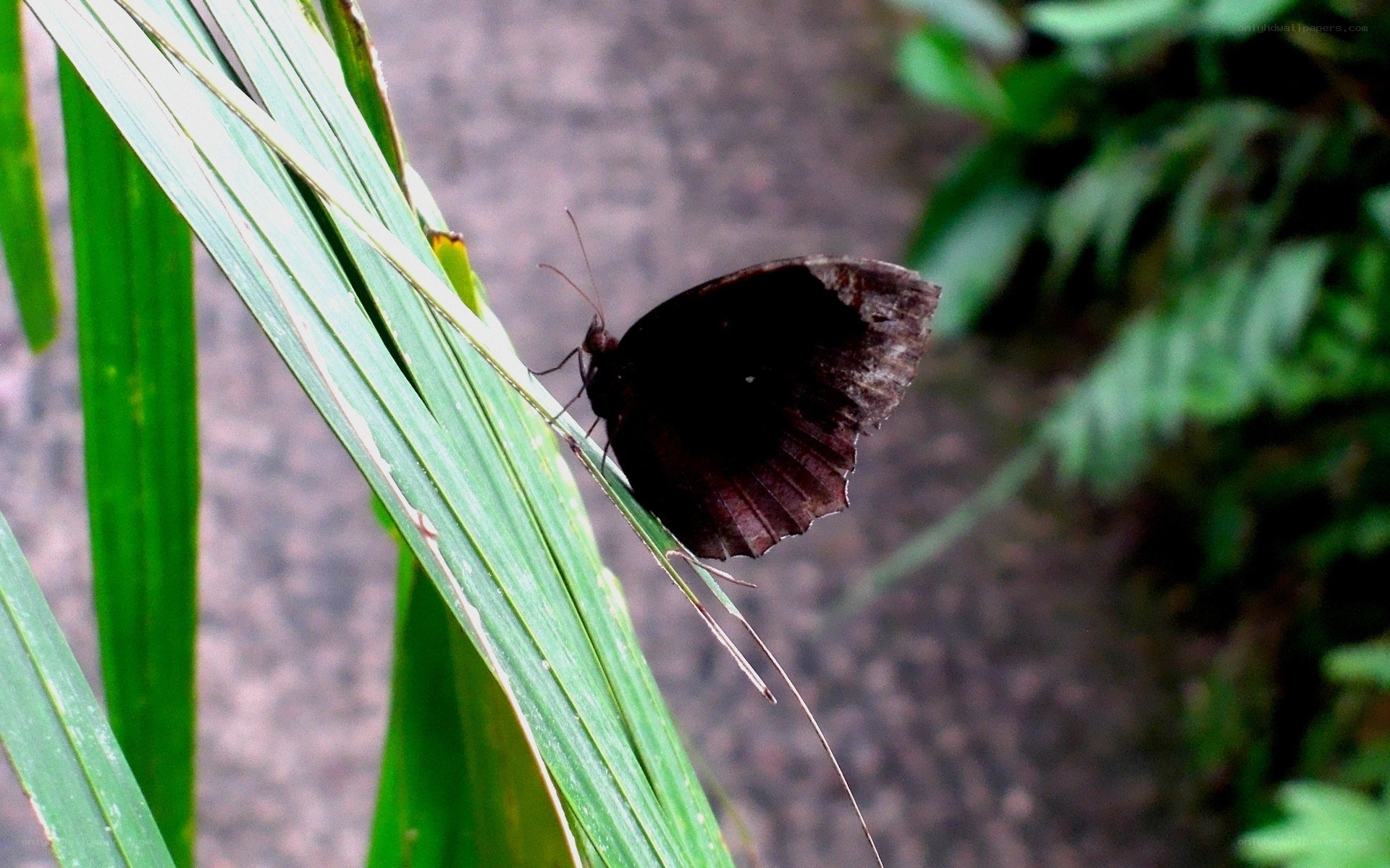 dark butterfly on green leaf
