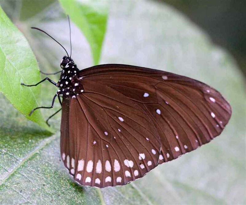 Dark Butterfly on Leaf — Brown