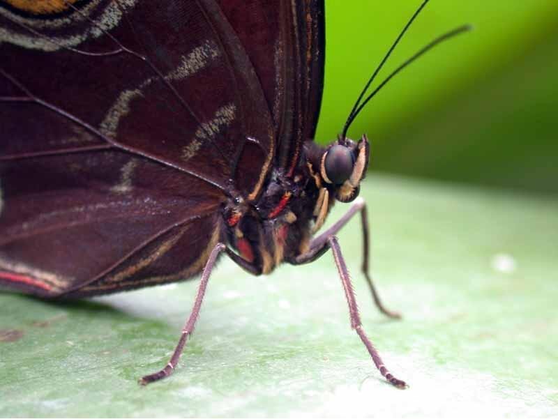 Dark Butterfly on Leaf