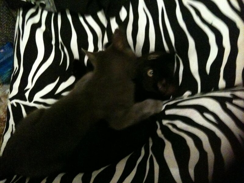 Dark Cat on Zebra Blanket
