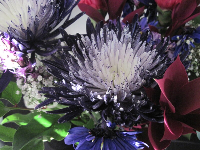 Dark Chrysanthemum Flower