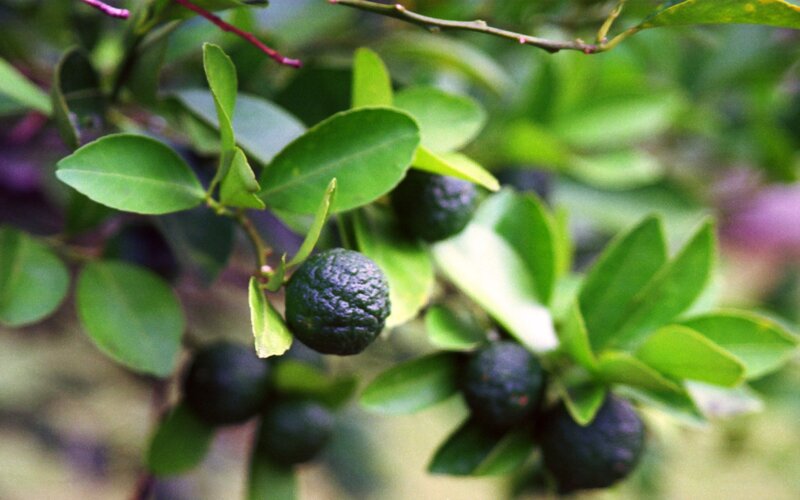 dark citrus fruits on a tree