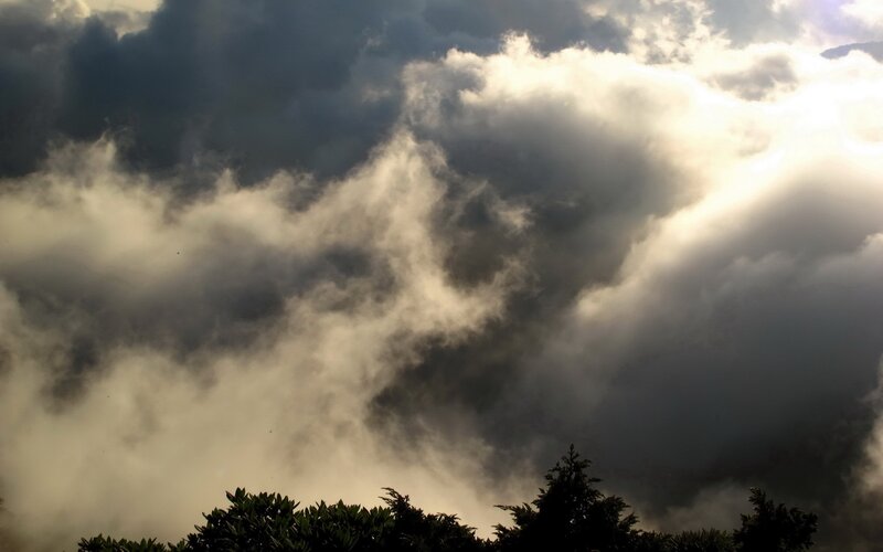 Dark Clouds over Trees — Gray, Dramatic