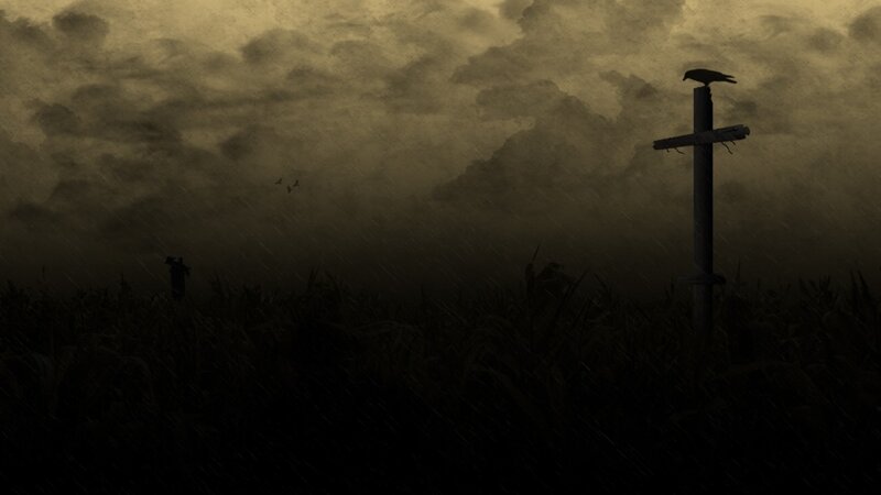Dark cornfield at dusk