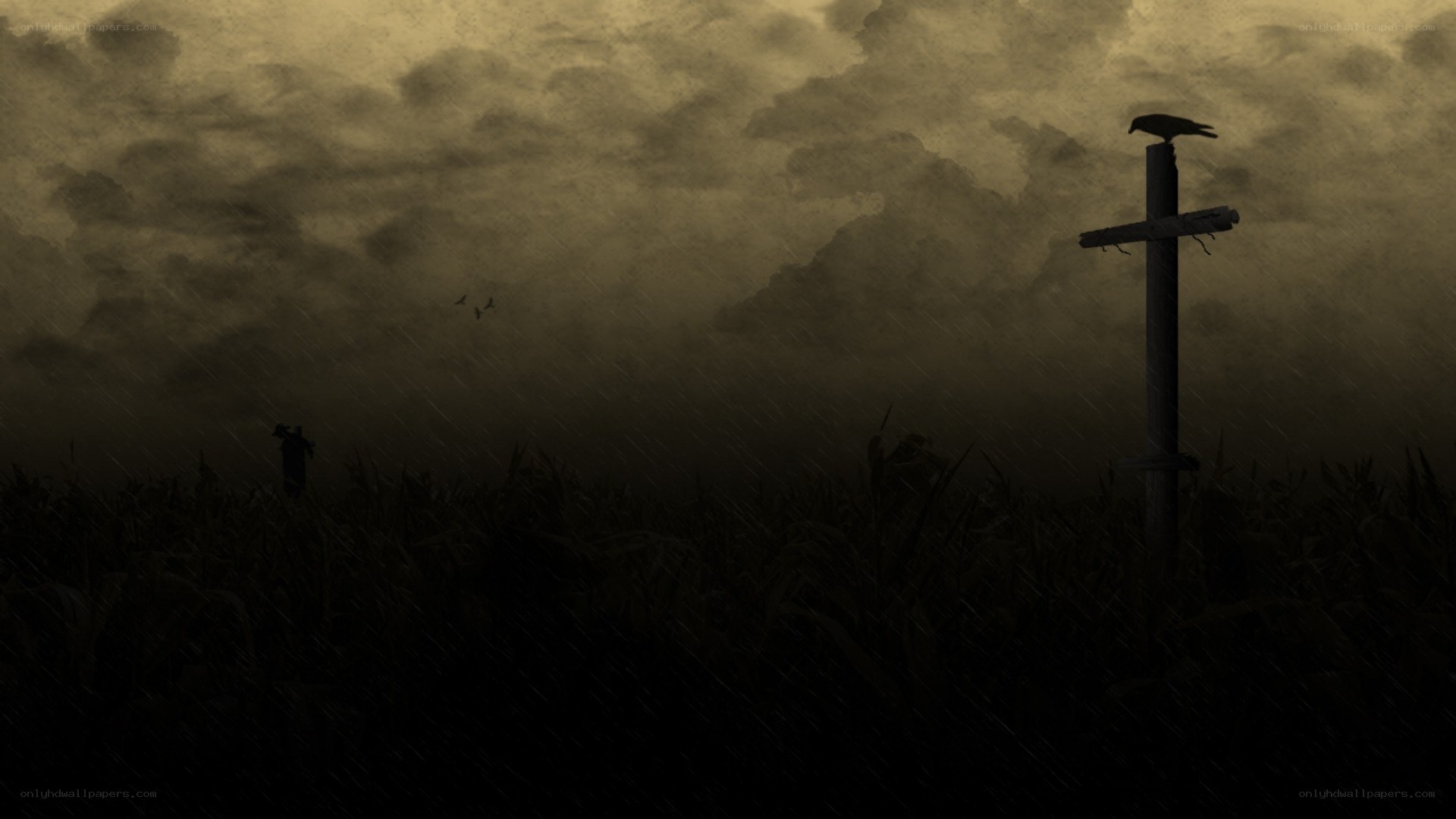 Dark cornfield at dusk